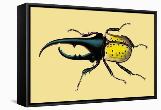 Horned Beetle-Sir William Jardine-Framed Stretched Canvas