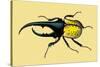 Horned Beetle-Sir William Jardine-Stretched Canvas