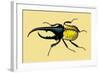 Horned Beetle-Sir William Jardine-Framed Art Print