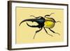 Horned Beetle-Sir William Jardine-Framed Art Print