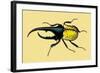 Horned Beetle-Sir William Jardine-Framed Art Print