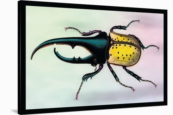 Horned Beetle-Sir William Jardine-Stretched Canvas