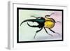 Horned Beetle-Sir William Jardine-Framed Art Print