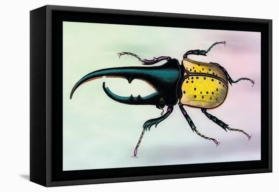 Horned Beetle-Sir William Jardine-Framed Stretched Canvas