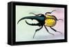 Horned Beetle-Sir William Jardine-Framed Stretched Canvas