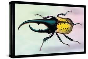 Horned Beetle-Sir William Jardine-Stretched Canvas