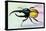 Horned Beetle-Sir William Jardine-Stretched Canvas