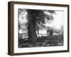 Horned Cow or Bull-null-Framed Photographic Print