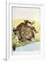 Horned Frog-Frederick Polydor Nodder-Framed Giclee Print