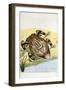 Horned Frog-Frederick Polydor Nodder-Framed Giclee Print