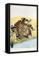 Horned Frog-Frederick Polydor Nodder-Framed Stretched Canvas