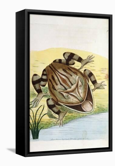 Horned Frog-Frederick Polydor Nodder-Framed Stretched Canvas