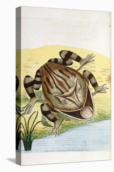 Horned Frog-Frederick Polydor Nodder-Stretched Canvas