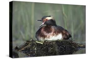 Horned Grebe parent calling while incubating eggs on floating nest, North America-Tim Fitzharris-Stretched Canvas