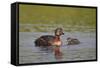 Horned Grebe (Podiceps Auritus) Female and Chick, Lake Myvatn, Iceland, Polar Regions-James-Framed Stretched Canvas