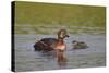 Horned Grebe (Podiceps Auritus) Female and Chick, Lake Myvatn, Iceland, Polar Regions-James-Stretched Canvas