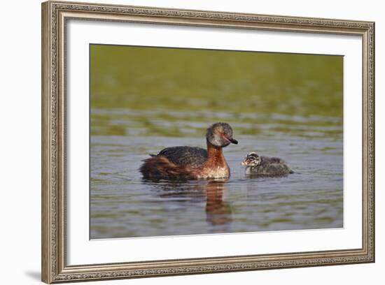 Horned Grebe (Podiceps Auritus) Female and Chick, Lake Myvatn, Iceland, Polar Regions-James-Framed Photographic Print