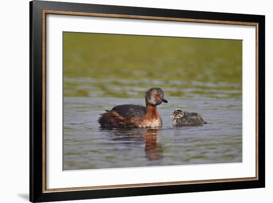 Horned Grebe (Podiceps Auritus) Female and Chick, Lake Myvatn, Iceland, Polar Regions-James-Framed Photographic Print