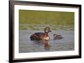 Horned Grebe (Podiceps Auritus) Female and Chick, Lake Myvatn, Iceland, Polar Regions-James-Framed Photographic Print