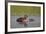 Horned Grebe (Podiceps Auritus) Female and Chick, Lake Myvatn, Iceland, Polar Regions-James-Framed Photographic Print