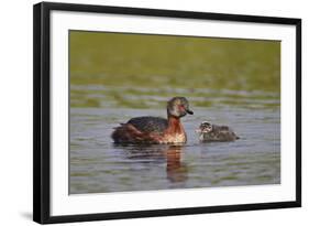 Horned Grebe (Podiceps Auritus) Female and Chick, Lake Myvatn, Iceland, Polar Regions-James-Framed Photographic Print