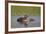 Horned Grebe (Podiceps Auritus) Female and Chick, Lake Myvatn, Iceland, Polar Regions-James-Framed Photographic Print