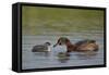 Horned Grebe (Podiceps Auritus) Female Feeding a Chick, Lake Myvatn, Iceland, Polar Regions-James Hager-Framed Stretched Canvas