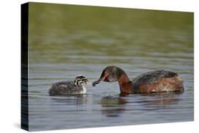 Horned Grebe (Podiceps Auritus) Female Feeding a Chick, Lake Myvatn, Iceland, Polar Regions-James Hager-Stretched Canvas