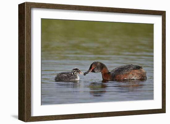 Horned Grebe (Podiceps Auritus) Female Feeding a Chick, Lake Myvatn, Iceland, Polar Regions-James Hager-Framed Photographic Print