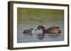 Horned Grebe (Podiceps Auritus) Female Feeding a Chick, Lake Myvatn, Iceland, Polar Regions-James Hager-Framed Photographic Print