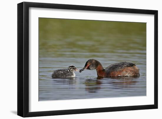 Horned Grebe (Podiceps Auritus) Female Feeding a Chick, Lake Myvatn, Iceland, Polar Regions-James Hager-Framed Photographic Print