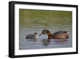 Horned Grebe (Podiceps Auritus) Female Feeding a Chick, Lake Myvatn, Iceland, Polar Regions-James Hager-Framed Photographic Print