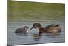 Horned Grebe (Podiceps Auritus) Female Feeding a Chick, Lake Myvatn, Iceland, Polar Regions-James Hager-Mounted Photographic Print