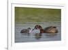 Horned Grebe (Podiceps Auritus) Female Feeding a Chick, Lake Myvatn, Iceland, Polar Regions-James Hager-Framed Photographic Print