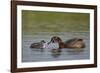 Horned Grebe (Podiceps Auritus) Female Feeding a Chick, Lake Myvatn, Iceland, Polar Regions-James Hager-Framed Photographic Print