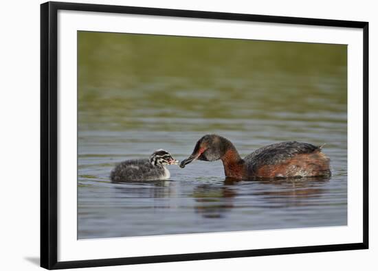 Horned Grebe (Podiceps Auritus) Female Feeding a Chick, Lake Myvatn, Iceland, Polar Regions-James Hager-Framed Photographic Print