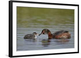 Horned Grebe (Podiceps Auritus) Female Feeding a Chick, Lake Myvatn, Iceland, Polar Regions-James Hager-Framed Photographic Print