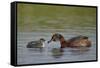 Horned Grebe (Podiceps Auritus) Female Feeding a Chick, Lake Myvatn, Iceland, Polar Regions-James Hager-Framed Stretched Canvas