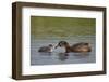 Horned Grebe (Podiceps Auritus) Female Feeding a Chick, Lake Myvatn, Iceland, Polar Regions-James Hager-Framed Photographic Print