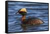 Horned grebe-Ken Archer-Framed Stretched Canvas