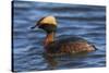 Horned grebe-Ken Archer-Stretched Canvas