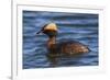 Horned grebe-Ken Archer-Framed Photographic Print