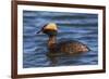 Horned grebe-Ken Archer-Framed Photographic Print