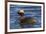 Horned grebe-Ken Archer-Framed Photographic Print