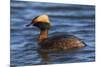 Horned grebe-Ken Archer-Mounted Photographic Print