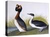 Horned Grebe-John James Audubon-Stretched Canvas