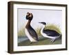 Horned Grebe-John James Audubon-Framed Art Print