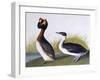 Horned Grebe-John James Audubon-Framed Art Print