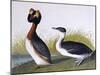 Horned Grebe-John James Audubon-Mounted Art Print