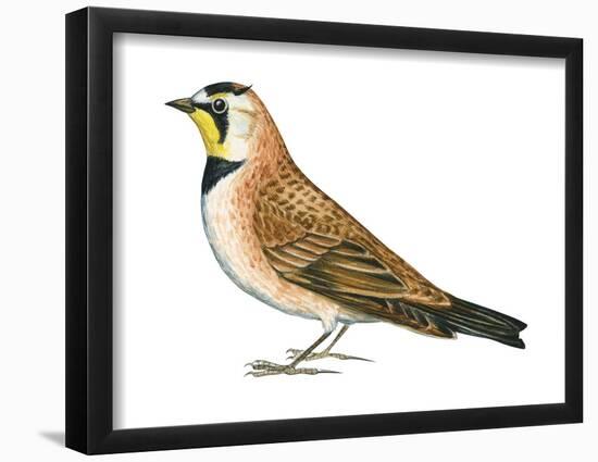 Horned Lark (Eremophila Alpestris), Birds-Encyclopaedia Britannica-Framed Poster